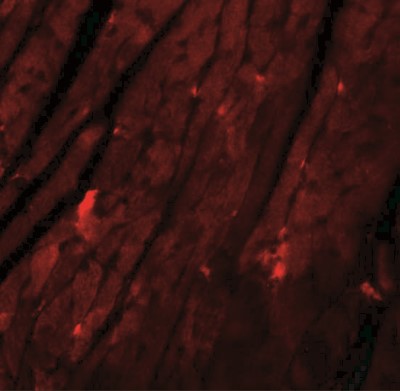 Immunofluorescence: REEP3 Antibody [NBP1-77105] - Immunofluorescence of REEP3 in mouse heart tissue with REEP3 antibody at 20 ug/mL.