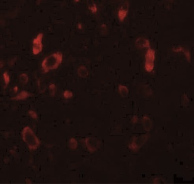 Immunofluorescence: PIAS2 Antibody [NBP1-77159] - Rat brain tissue at 20 ug/mL.