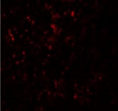 Immunocytochemistry/Immunofluorescence: SLC39A14 Antibody [NBP1-76510] - Mouse Liver cells at 20 ug/mL.