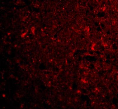 Immunocytochemistry/Immunofluorescence: C1qTNF4/CTRP4 Antibody [NBP1-76630] - CTRP4 Antibody [NBP1-76630] - Immunofluorescence of CTRP4 in human brain tissue with CTRP4 antibody at 20 ug/mL.