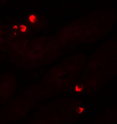 Immunocytochemistry/Immunofluorescence: SGK Antibody [NBP1-76578] - Immunofluorescence of SGK1 in human stomach tissue with SGK1 antibody at 20 ug/mL.