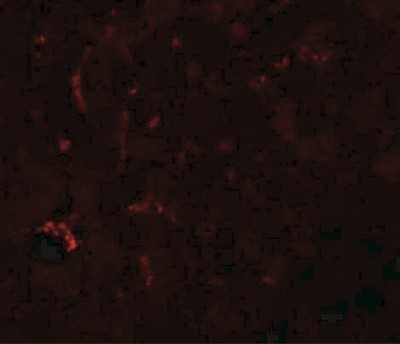 Immunofluorescence: SUMO3 Antibody [NBP1-77164] - Mouse liver tissue with SUMO3 antibody at 20 ug/mL.