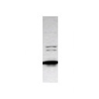 Western Blot: STOML3 Antibody [20760002] - Western Blot was performed using affinity purified SEQer STOML3 antibody, aa(192-291) antibody. The lanes contain 5-30ug of a whole cell extract.  Final concentration of antibodies = 0.1ug/ml (1:10,000 dilution). The blot was probed overnight with the SEQer STOML3 antibody, aa(192-291) antibody.  Blot was then washed according to protocol and probed with goat-anti-Rabbit-HRP conjugate at 1:5000 dilution, washed and developed using chemiluminescence (film exposure 5-30sec).  The protein was detected as represented by the band shown.