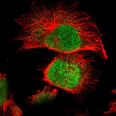 Immunocytochemistry/Immunofluorescence: MLLT6 Antibody [NBP1-89222] - Immunofluorescent staining of human cell line U-251 MG shows localization to nucleus.