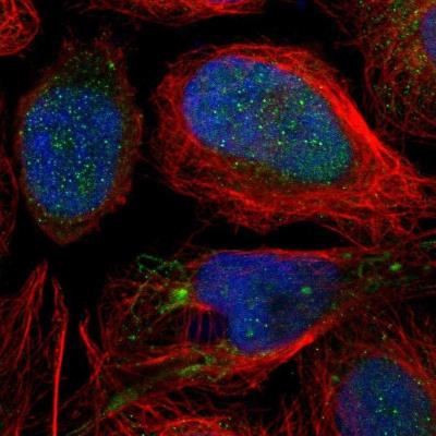 Immunocytochemistry/Immunofluorescence: MLLT6 Antibody [NBP1-89222] - Staining of human cell line U-2 OS shows positivity in nucleus and mitochondria.