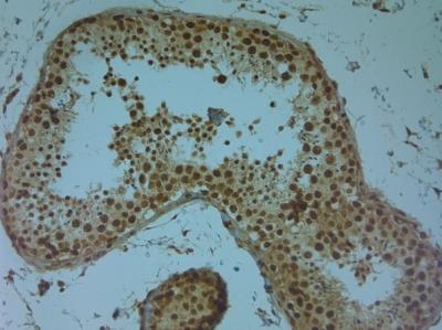 Immunohistochemistry-Paraffin: Aquaporin-9 Antibody [NBP1-30865] - IHC on paraffin sections of human testis tissue using Rabbit antibody to AQP9 (240-290): OSA00094W. HIER: 1 mM EDTA, pH 8 for 20 min using Thermo PT Module. Blocking: 0.2% LFDM in TBST filtered thru 0.2 um. Detection was done using  HRP polymer following manufacturer's instructions. Primary antibody: dilution 1: 1000, incubated 30 min at RT (using Autostainer). Sections were counterstained with Harris Hematoxylin.