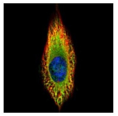 Immunocytochemistry/Immunofluorescence: RIN2 Antibody [NBP2-20163] - Confocal immunofluorescence analysis of methanol-fixed HeLa, using RIN2 antibody (Green) at 1:500 dilution. Alpha-tubulin filaments are labeled with Alpha-tubulin antibody (Red) at 1:2000.