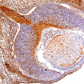 RGM‑A was detected in immersion fixed frozen sections of mouse embryo (13 d.p.c) using Goat Anti-Mouse RGM‑A Antigen Affinity-purified Polyclonal Antibody (Catalog # AF2458) at 15 µg/mL overnight at 4 °C. Tissue was stained using the Anti-Goat HRP-DAB Cell & Tissue Staining Kit (brown; Catalog # CTS008) and counterstained with hematoxylin (blue). Specific staining was localized to retina and developing neurons in cross-section of the developing eye. View our protocol for Chromogenic IHC Staining of Frozen Tissue Sections.