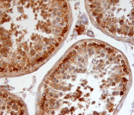 Pro-Relaxin‑3 was detected in immersion fixed frozen sections of adult mouse testis using Goat Anti-Human Pro-Relaxin‑3 Antigen Affinity-purified Polyclonal Antibody (Catalog # AF3107) at 15 µg/mL overnight at 4 °C. Tissue was stained using the Anti-Goat HRP-DAB Cell & Tissue Staining Kit (brown; Catalog # CTS008) and counter­stained with hematoxylin (blue). Specific staining was localized to spermatocytes. View our protocol for Chromogenic IHC Staining of Frozen Tissue Sections.