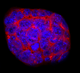 Cripto  was detected in immersion fixed D3 mouse embryonic stem cell line using Sheep  Anti-Mouse Cripto Antigen Affinity-purified Polyclonal Antibody (Catalog #  AF1538) at 10 µg/mL for 3 hours at room temperature. Cells  were stained using the NorthernLights™ 557-conjugated Anti-Sheep  IgG Secondary Antibody (red; Catalog # NL010)  and counterstained with DAPI (blue). Specific staining was localized to  cytoplasm and cell secretion. View our protocol for Fluorescent  ICC Staining of Stem Cells on Coverslips.