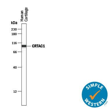 Simple Western lane view shows lysates of human cartilage tissue, loaded at 0.5 mg/mL. A specific band was detected for CRTAC1 at approximately 97 kDa (as indicated) using 10 µg/mL of Sheep Anti-Human CRTAC1 Isoform 1 Antigen Affinity-purified Polyclonal Antibody (Catalog # AF5234) followed by 1:50 dilution of HRP-conjugated Anti-Sheep IgG Secondary Antibody (Catalog # HAF016). This experiment was conducted under reducing conditions and using the12-230 kDa separation system.