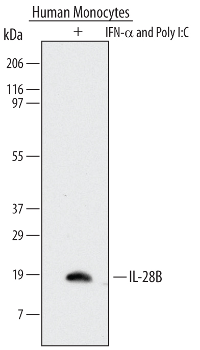Western blot shows lysates of human monocytes treated (+) with 10 ng/mL of rhIFN-alpha  for 24 hours and then further stimulated with 10 µg/mL of poly I:C for 48 hours. PVDF Membrane was probed with 2 µg/mL of Mouse Anti-Human IL‑28B/IFN‑ lambda 3 Monoclonal Antibody (Catalog # MAB5259) followed by HRP-conjugated Anti-Mouse IgG Secondary Antibody (Catalog # HAF007). A specific band was detected for IL‑28B/IFN‑ lambda 3 at approximately 19 kDa (as indicated). This experiment was conducted under reducing conditions and using Immunoblot Buffer Group 1.