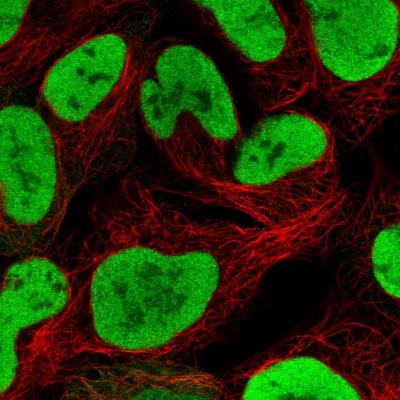 Immunocytochemistry/Immunofluorescence: NASP Antibody [NBP2-33929] - Immunofluorescent staining of human cell line HEK 293 shows localization to nucleoplasm.