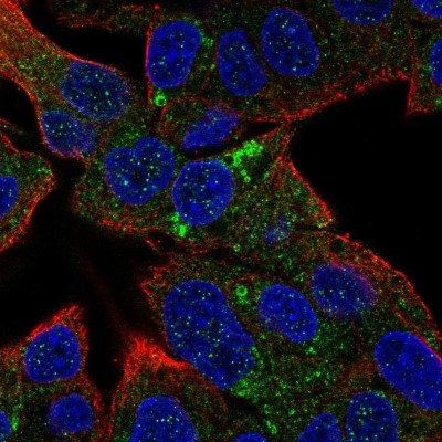 Immunocytochemistry/Immunofluorescence: HSD3B7 Antibody [NBP2-14103] - Staining of human cell line Hep G2 shows localization to lipid droplets.
