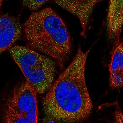 Immunocytochemistry/Immunofluorescence: PKDREJ Antibody [NBP1-86318] - Staining  of human cell line U-251MG shows positivity in cytoplasm.