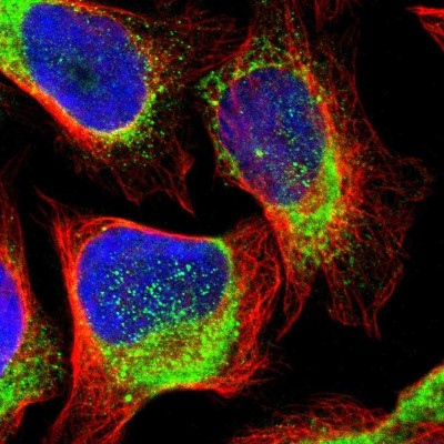 Immunocytochemistry/Immunofluorescence: TMCC3 Antibody [NBP1-93600] - Immunofluorescent staining of human cell line U-2 OS shows localization to cytosol.