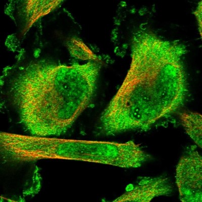 Immunocytochemistry/Immunofluorescence: SFRS8 Antibody [NBP1-87051] - Immunofluorescent staining of human cell line U-251 MG shows localization to nucleus & plasma membrane.