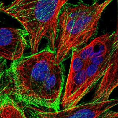 Immunocytochemistry/Immunofluorescence: DHDH Antibody [NBP1-91831] - Staining of human cell line U-2 OS shows positivity in nucleus but not nucleoli and cytoskeleton (actin filaments).