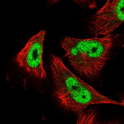 Immunocytochemistry/Immunofluorescence: Tetraspanin-32 Antibody [NBP1-87282] - Staining of human cell line U-251MG shows positivity in nuclei but not nucleoli.