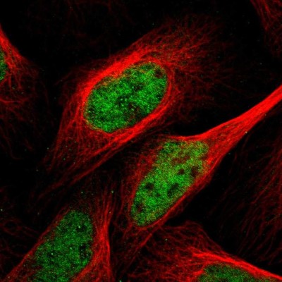Immunocytochemistry/Immunofluorescence: RNA Polymerase II/POLR2A Antibody [NBP1-87785] - Immunofluorescent staining of human cell line U-2 OS shows localization to nucleoplasm.