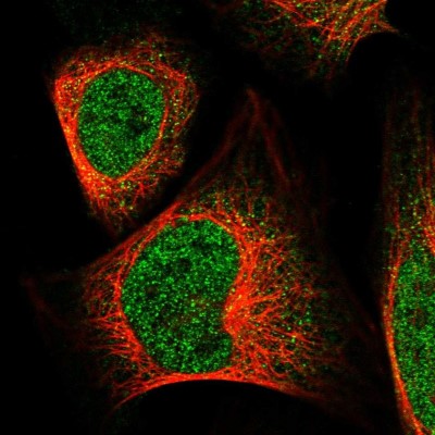Immunocytochemistry/Immunofluorescence: MAN2C1 Antibody [NBP1-87729] - Immunofluorescent staining of human cell line U-2 OS shows localization to nucleoplasm.