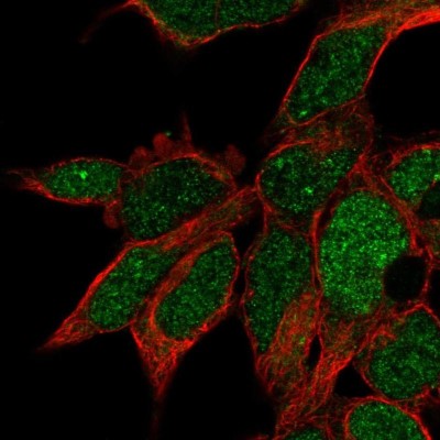 Immunocytochemistry/Immunofluorescence: RPUSD3 Antibody [NBP2-32685] - Staining of human cell line HEK 293 shows localization to nucleus.