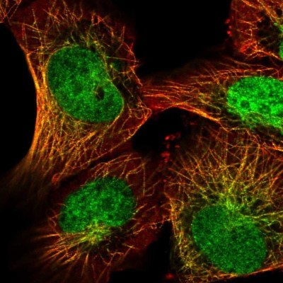 Immunocytochemistry/Immunofluorescence: CAPSL Antibody [NBP2-32387] - Staining of human cell line U-2 OS shows localization to nucleus & microtubules.