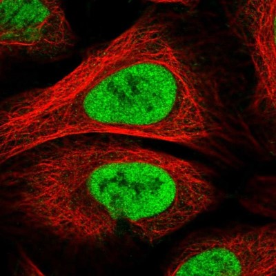 Immunocytochemistry/Immunofluorescence: PAPOLG Antibody [NBP2-55535] - Staining of human cell line U-2 OS shows localization to nucleoplasm.