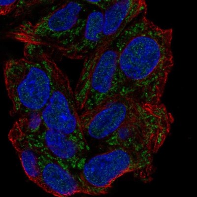 Immunocytochemistry/Immunofluorescence: GPAM Antibody [NBP2-57241] - Staining of human cell line Hep G2 shows localization to nucleoplasm & mitochondria.