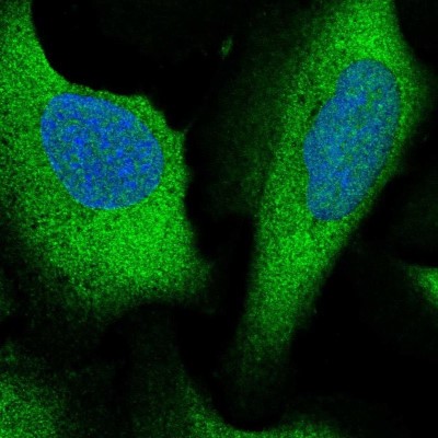 Immunocytochemistry/Immunofluorescence: ARHGAP27 Antibody [NBP2-55668] - Staining of human cell line U-2 OS shows localization to nucleus & cytosol.
