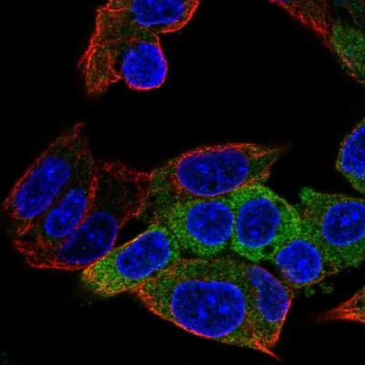 Immunocytochemistry/Immunofluorescence: ALDH1L1 Antibody [NBP2-55574] - Staining of human cell line Hep G2 shows localization to cytosol.