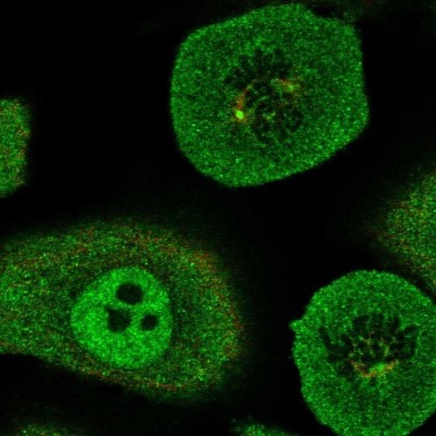 Immunocytochemistry/Immunofluorescence: RUVBL2 Antibody [NBP2-57593] - Staining of human cell line A549 shows localization to nucleoplasm, cytosol & centrosome.