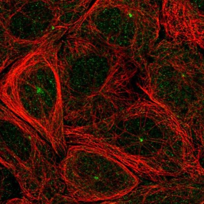 Immunocytochemistry/Immunofluorescence: FBX09 Antibody [NBP2-57524] - Staining of human cell line SiHa shows localization to centrosome.