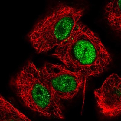Immunocytochemistry/Immunofluorescence: HCFC1R1 Antibody [NBP2-31788] - Staining of human cell line A549 shows localization to nucleoplasm.