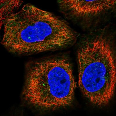 Immunocytochemistry/Immunofluorescence: KIAA0284 Antibody [NBP2-31992] - Staining of human cell line HaCaT shows localization to cytosol & centrosome.