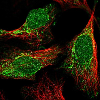 Immunocytochemistry/Immunofluorescence: C2orf68 Antibody [NBP2-31905] - Immunofluorescent staining of human cell line U-2 OS shows localization to nucleus & mitochondria.