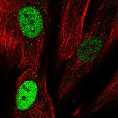 Immunocytochemistry/Immunofluorescence: TLE4 Antibody [NBP2-55862] - Staining of human cell line BJ shows localization to nucleoplasm.