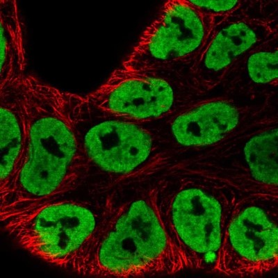 Immunocytochemistry/Immunofluorescence: HNRPA3 Antibody [NBP2-56989] - Staining of human cell line RT4 shows localization to nucleoplasm.