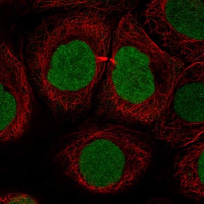 Immunocytochemistry/Immunofluorescence: SOX15 Antibody [NBP2-38101] - Staining of human cell line HaCaT shows localization to nucleus.