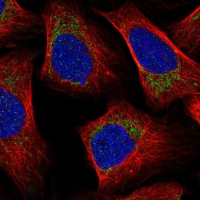 Immunocytochemistry/Immunofluorescence: MRP63 Antibody [NBP2-57237] - Staining of human cell line U-2 OS shows localization to mitochondria.