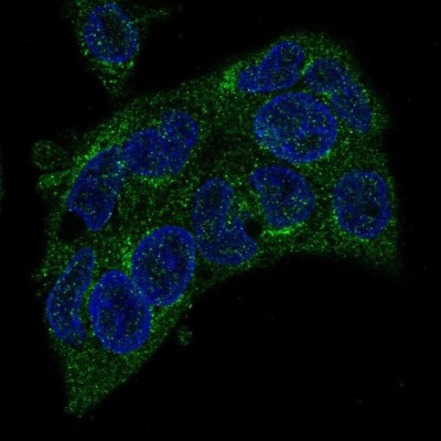 Immunocytochemistry/Immunofluorescence: TM7SF2 Antibody [NBP2-57265] - Staining of human cell line Hep G2 shows localization to endoplasmic reticulum & vesicles.