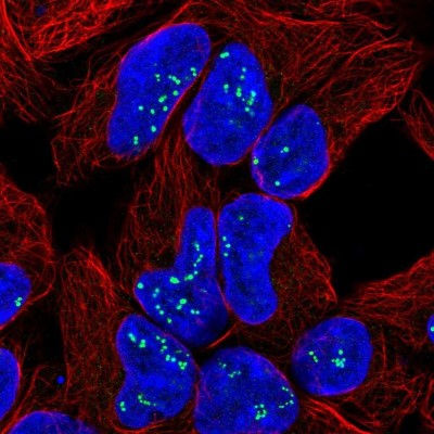 Immunocytochemistry/Immunofluorescence: TPPP3 Antibody [NBP2-13469] - Immunofluorescent staining of human cell line HEK 293 shows localization to nucleoli fibrillar center.