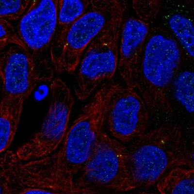 Immunocytochemistry/Immunofluorescence: TTC6 Antibody [NBP2-49592] - Immunofluorescent staining of human cell line RT4 shows localization to centrosome.