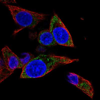 Immunofluorescence: MRPL1 Antibody [NBP2-13609] - Immunofluorescent staining of human cell line Hep G2 shows localization to mitochondria. Antibody staining is shown in green.