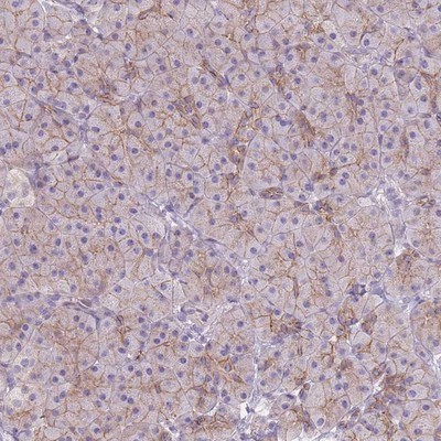 Immunohistochemistry-Paraffin: C14orf79 Antibody [NBP2-14516] - Staining of human pancreas shows moderate membranous positivity in exocrine cells.