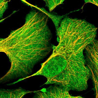 Immunocytochemistry/Immunofluorescence: DC8 Antibody [NBP2-13678] Staining of human cell line U-2 OS shows positivity in nucleus but not nucleoli, plasma membrane and cytoplasm.