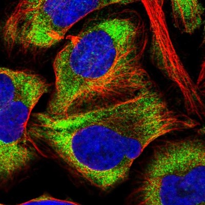 Immunocytochemistry/Immunofluorescence: ELOF1 Antibody [NBP1-91868] - Immunofluorescent staining of human cell line U-2 OS shows localization to cytosol.