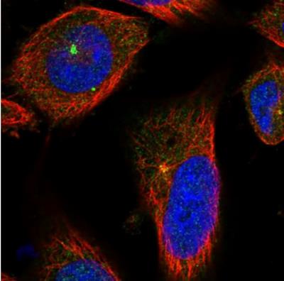 Immunocytochemistry/Immunofluorescence: CCP110 Antibody [NBP2-13073] - Staining  of human cell line U-251 MG shows positivity in centrosome. Antibody staining is shown in green.