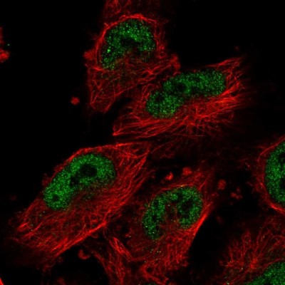 Immunocytochemistry/Immunofluorescence: ECT2L Antibody [NBP1-90847] - Staining of human cell line U-251 MG shows positivity in nucleus but not nucleoli.