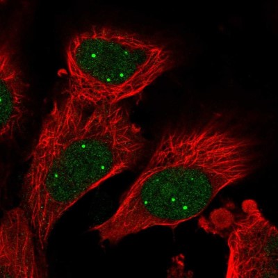 Immunocytochemistry/Immunofluorescence: PAC2 Antibody [NBP2-30574] - Immunofluorescent staining of human cell line U-251 MG shows localization to nuclear bodies.